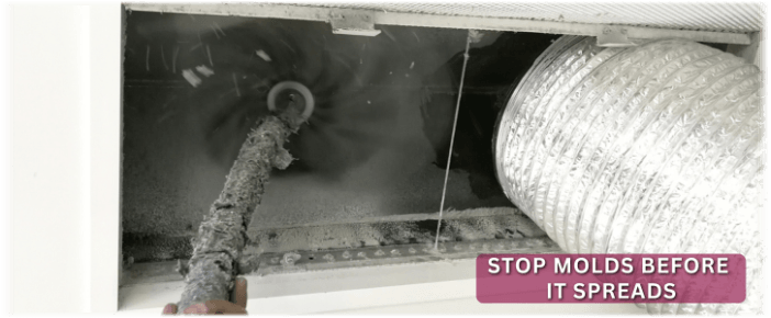 Air Duct Mold Removal in Royse City TX